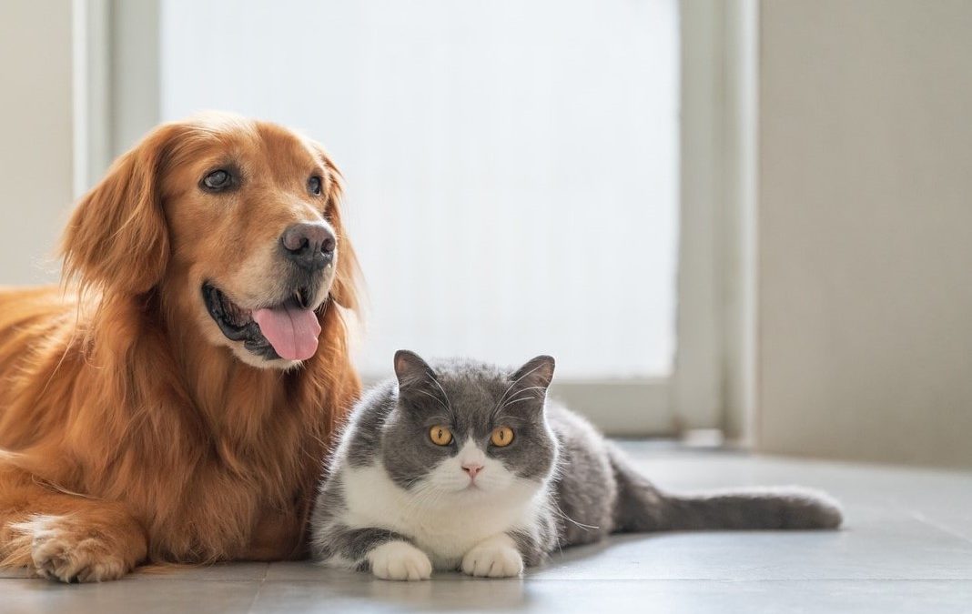 Fotografía de mascotas: capturando la esencia de nuestros compañeros peludos