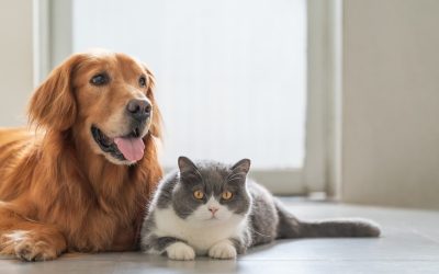 Fotografía de mascotas: capturando la esencia de nuestros compañeros peludos
