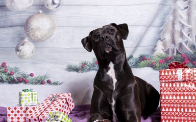 🐶 Sesiones con la mascota vestida para la ocasión: ternura asegurada