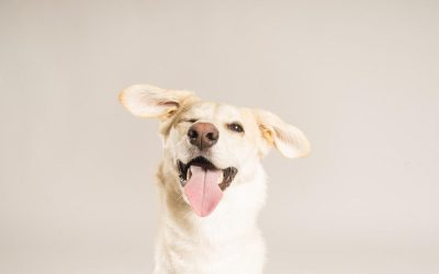 Fotografía de mascotas: cómo capturar la personalidad de tu compañero peludo.