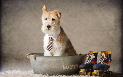 Sesiones de fotos para mascotas: consejos y técnicas