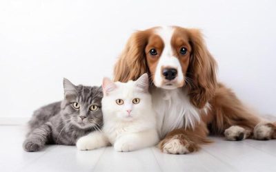 Fotografía de mascotas: paciencia y conexión