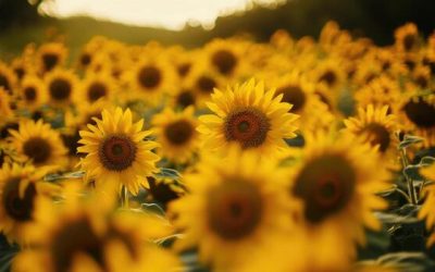 Sesiones preboda: ¿merecen la pena?