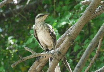 Fotografía natural vs. posada