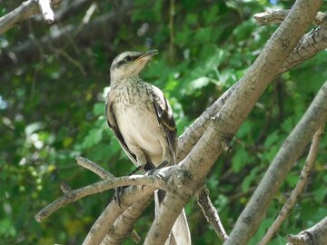 Fotografía natural vs. posada