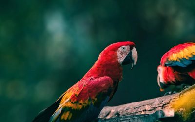 Sesiones de fotos con mascotas: un miembro más de la familia.